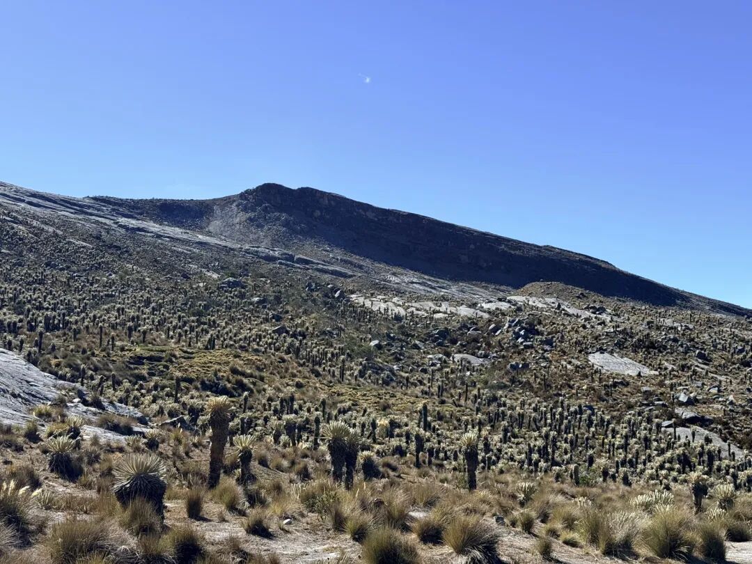 El Cocuy 高原遍布 Frailejones 的山坡