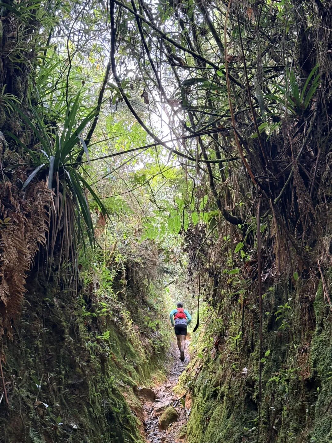 麦德林山中被植被包围的越野跑小径